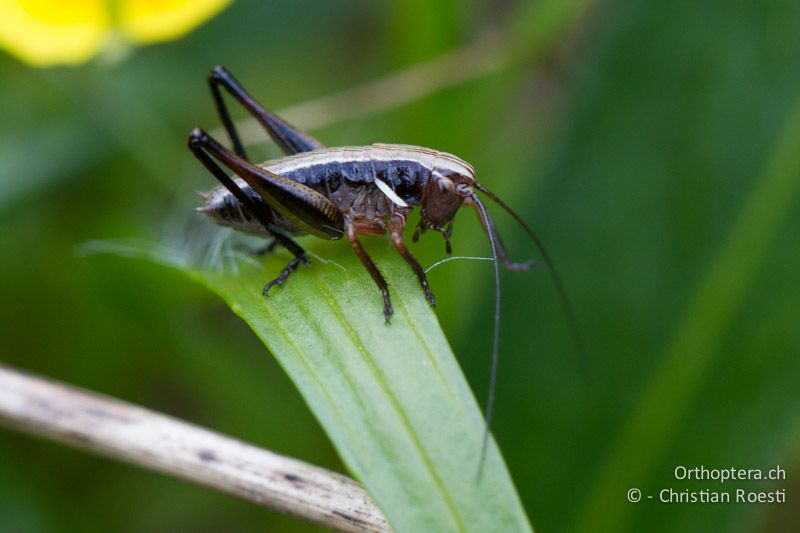 Larve von Metrioptera brachyptera im ca. 3. Stadium - CH, BE, Stechelberg, 28.06.2013