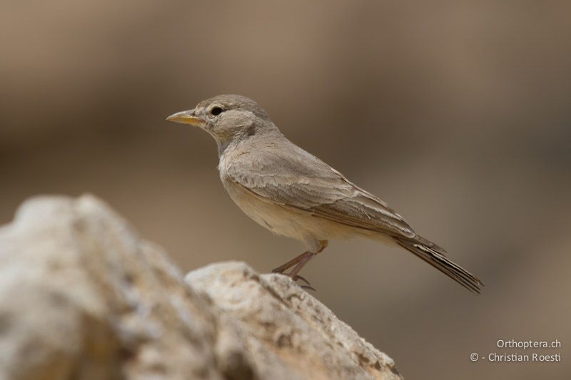 Steinlerche (Desert Lark, Ammomanes deserti). Dana, 18.05.2011