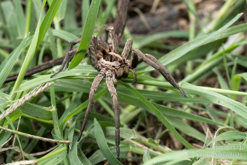 Spinne - BG, Chaskowo, Matochina, 09.07.2018