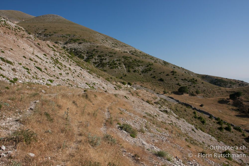 Die Trockenhänge im Soulion-Gebirge sind Lebensräume von Stenobothrus fischeri und Peripodisma tymphii - Mt. Soulion, 09.07.2012