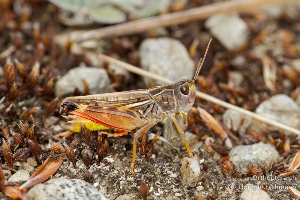 Kleine Höckerschrecke (Arcyptera microptera) - Mt. Vernon, 22.07.2012