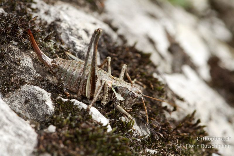 Antaxius difformis ♀ - CH, TI, Mt. Generoso, 15.09.2012