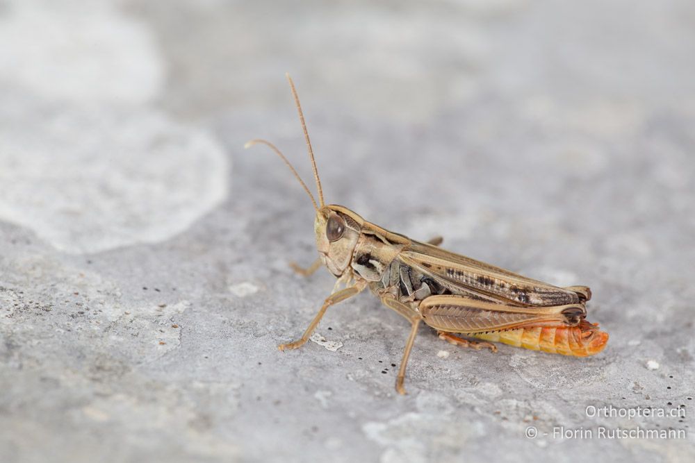 Schwarzfleckiger Grashüpfer (Stenobothrus nigromaculatus) - HR, Istrien, Učka-Gebirge, 31.07.2014