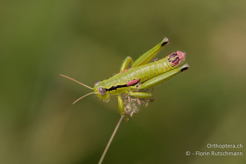 Odontopodisma fallax ♂ - HR, Istrien, Dol, 24.07.2015