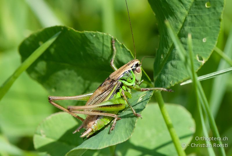 Roeseliana roeselii ♂, grünliches Individuum - CH, BE, Wasen, 11.07.2010