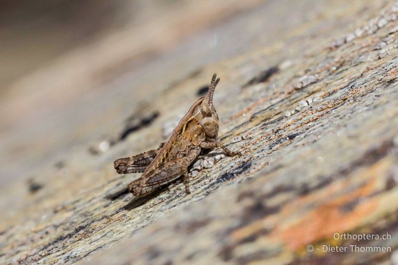 1. Larvenstadium von Myrmeleotettix maculatus - CH, VS, Zermatt, Gornerli, 03.08.2013