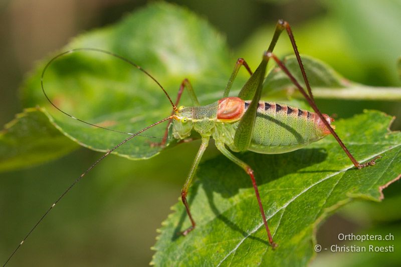 Leptophyes laticauda ♂ - HR, Lika-Senj, Sibinj Krmpotski, 06.06.2014