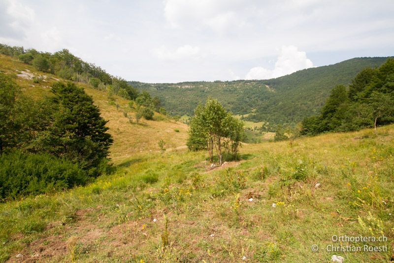 Grosse Waldlichtung und Doline im Učka-Gebirge - HR, Istrien, Vozilići, 24.07.2015