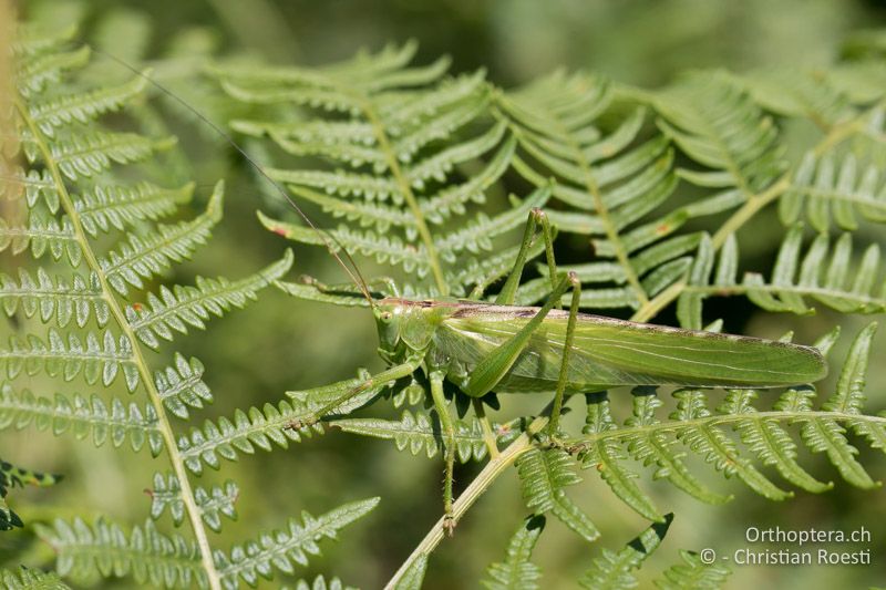 Tettigonia viridissima ♀ - BG, Blagoevgrad, Waldlichtung vor Raslog bei Bansko, 14.07.2018