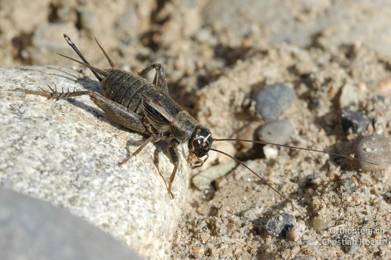 Modicogryllus frontalis ♀ - DE, Baden-Württemberg, Buggingen, 12.05.2007