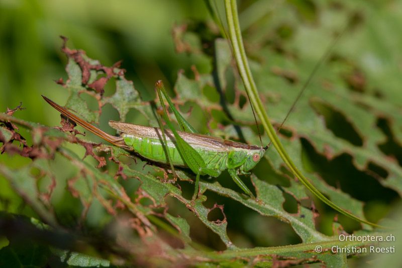 Conocephalus fuscus ♀ - CH, TI, Coldrerio, 03.09.2013