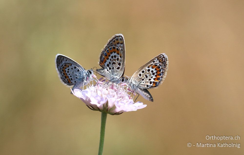 Argus-Bläuling (Plebejus argus) - HR, Istrien, Bokordići, 19.07.2015