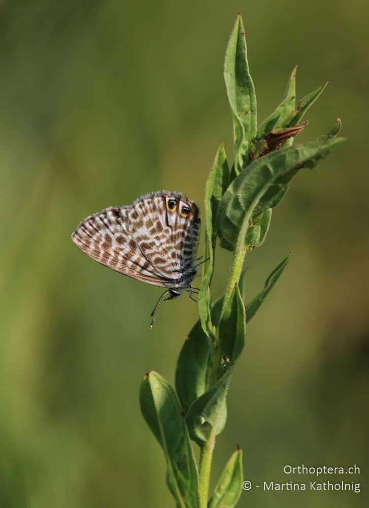 Kleiner Wanderbläuling (Leptotes pirithous) - HR, Istrien, Motovun, 25.07.2015