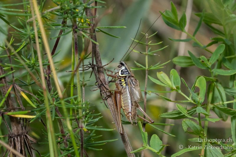 Roesels Beissschrecke (Roeseliana roeselii) ♂, singend - BG, Sofia, Kopriwschtiza, 11.07.2018