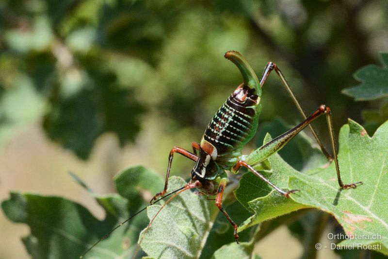 Barbitistes ocskayi ♀ - HR, Istrien, Svetvinčenat, 19.07.2015