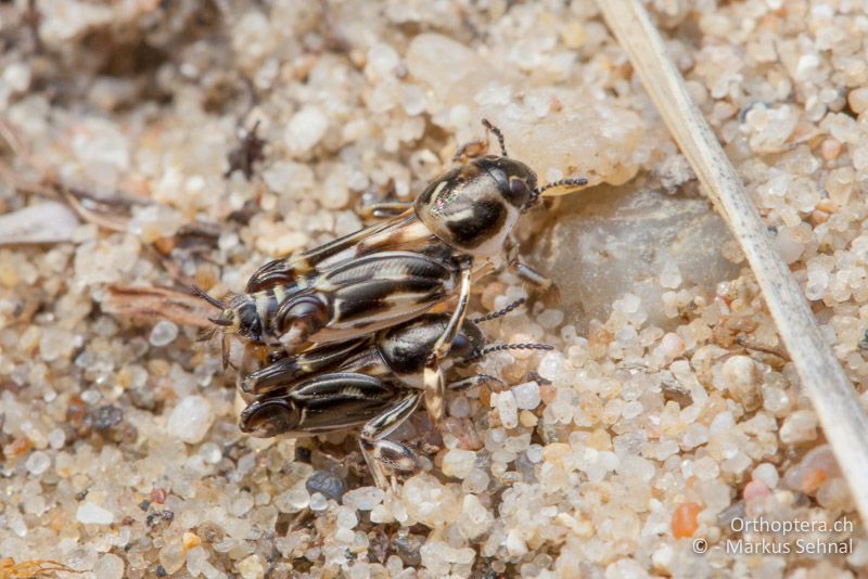 Paarung, das kleinere Männchen sitzt unten - AT, Niederösterreich, Drösing, 28.03.2017