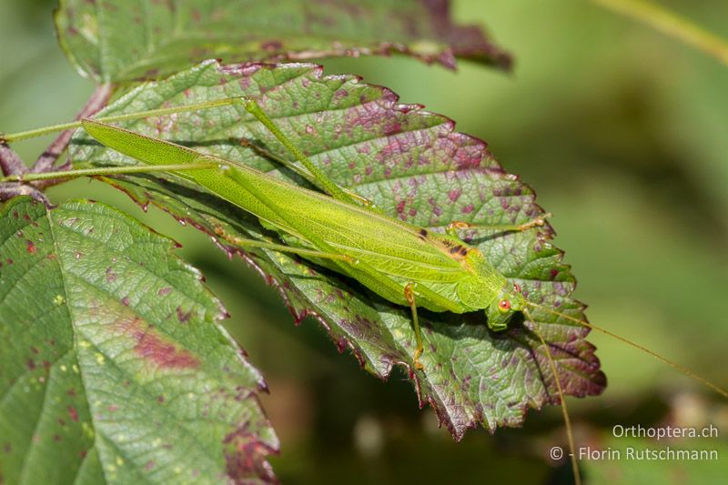 Phaneroptera falcata ♂ - CH, GR, Calanda, 11.09.2011