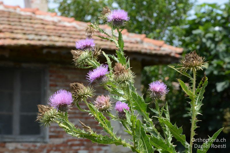 Die Eselsdistel erobert verfallende Häuser - BG, Chaskowo, Matochina, 09.07.2018