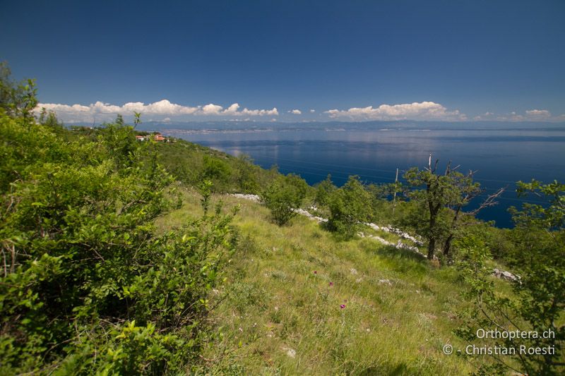 Lebensraum von Polysarcus denticauda - HR, Primorje-Gorski, Sveta Jelena, 06.06.2014