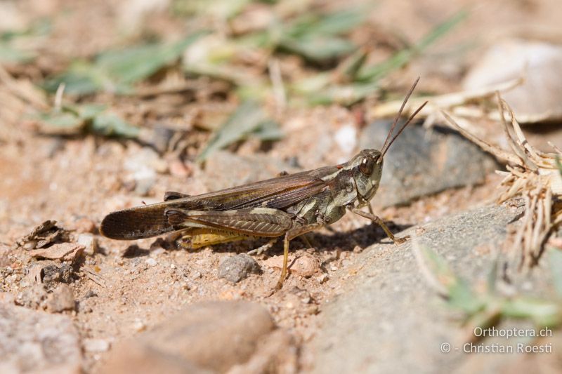 ♂ von Aiolopus puissanti - FR, Crau, 07.08.2014