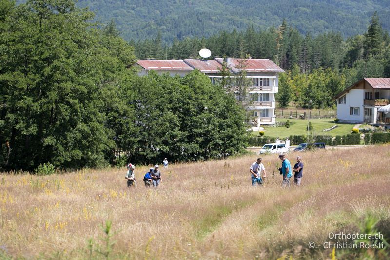 Waldwiese mit Tettigonia balcanica - BG, Blagoevgrad, Waldlichtung vor Raslog bei Bansko, 14.07.2018