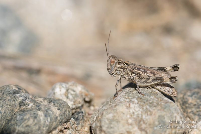 ♀ von Dociostaurus anatolicus - BG, Blagoewgrad, Ploski, 14.07.2018