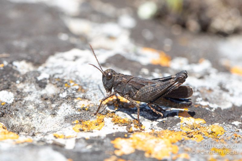 Männchen der Pferdeschrecke (Celes variabilis)