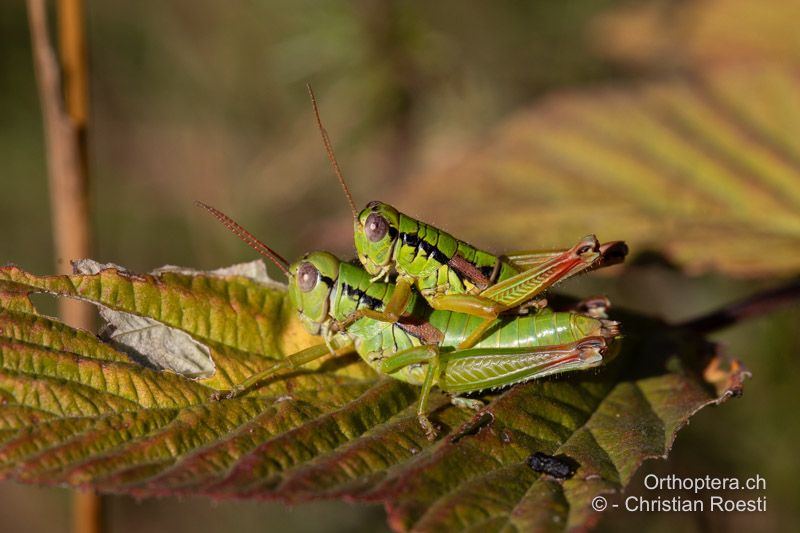 Pseudopodisma fieberi Paarung - HR, Dalmatien, Otric, 01.08.2022