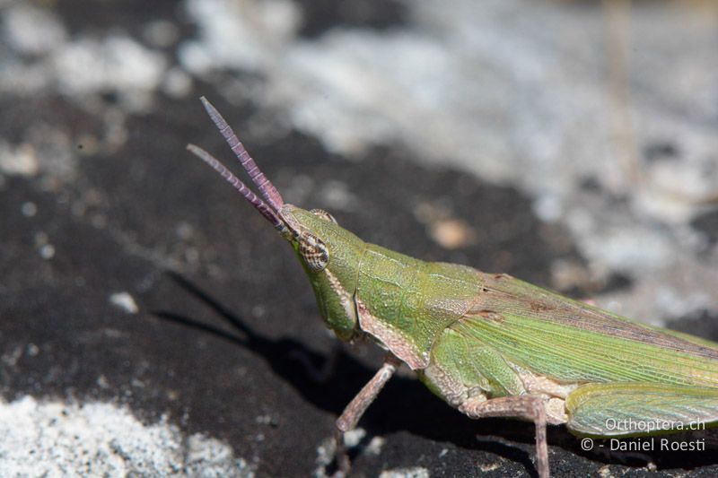 Pyrgomorhpha conica ♀ - FR, Col des Portes, 06.07.2014