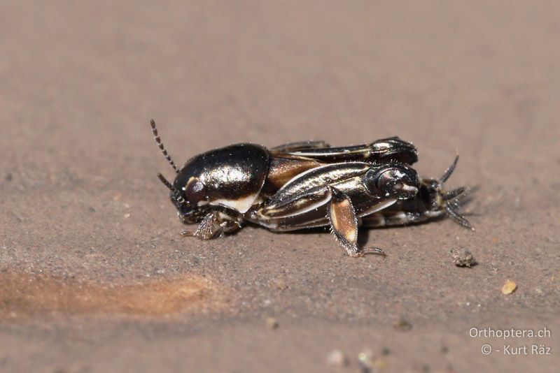 Dreizehen-Grabschrecke (Xya variegata) - FR, bei Manosque, 05.07.2014