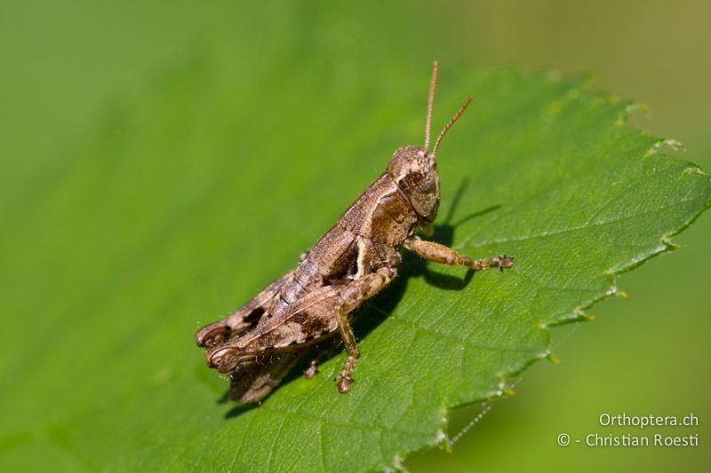 Pezotettix giornae ♂ - CH, TI, Castel-San-Pietro, 02.09.2013