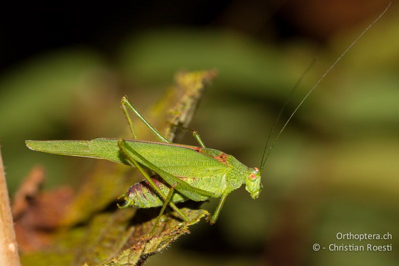 Phaneroptera nana ♂ ganz kurz vor dem Abflug - CH, TI, Mt. Caslano, 11.10.2011