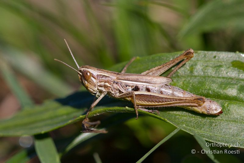 Euchorthippus declivus ♀ - CH, TI, Coldrerio, 03.09.2013