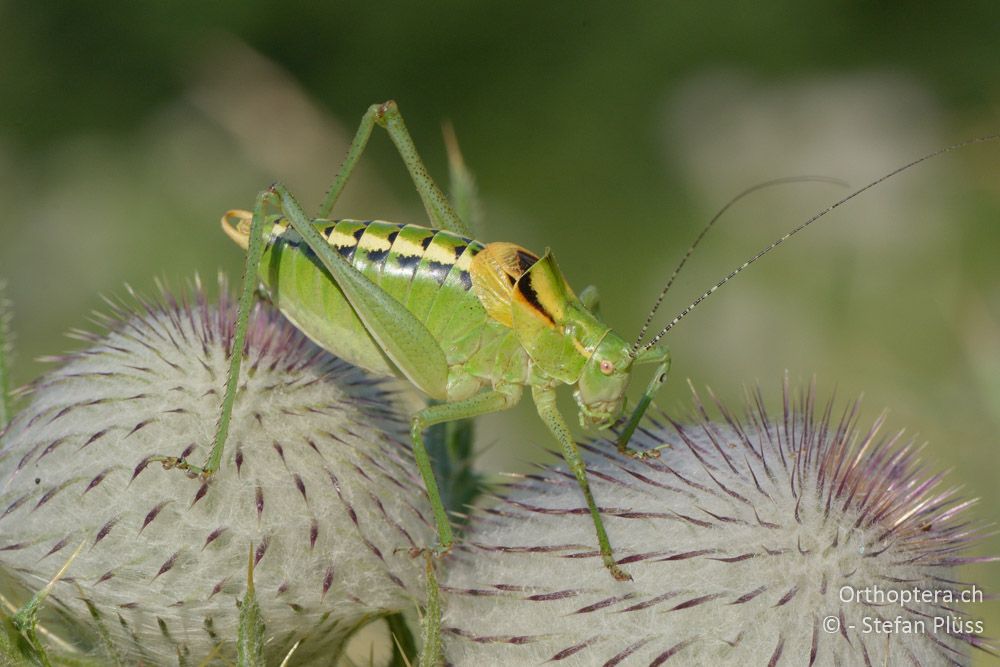 Poecilimon ornatus ♂ - HR, Istrien, Mala Učka, 20.07.2015