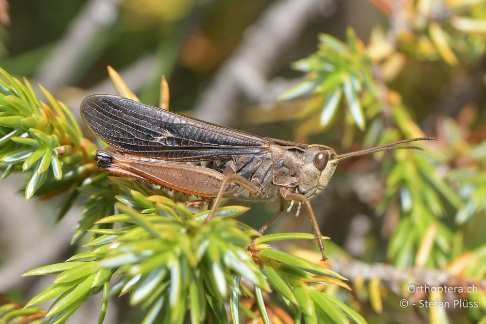 Stenobothrus rubicundulus ♂- BG, Blagoewgrad, Bergwiese bei Pass nach Pirin, 12.07.2018