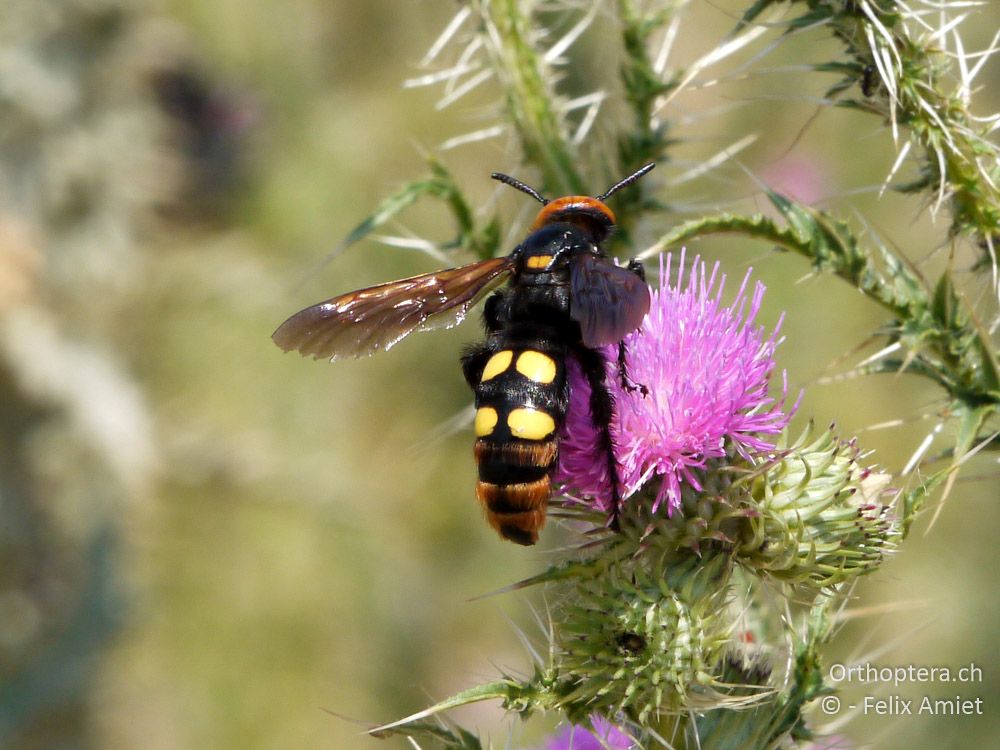 Gelbköpfige Dolchwespe (Scolia maculata) - GR, Thessalien, Meteora, 13.07.2013