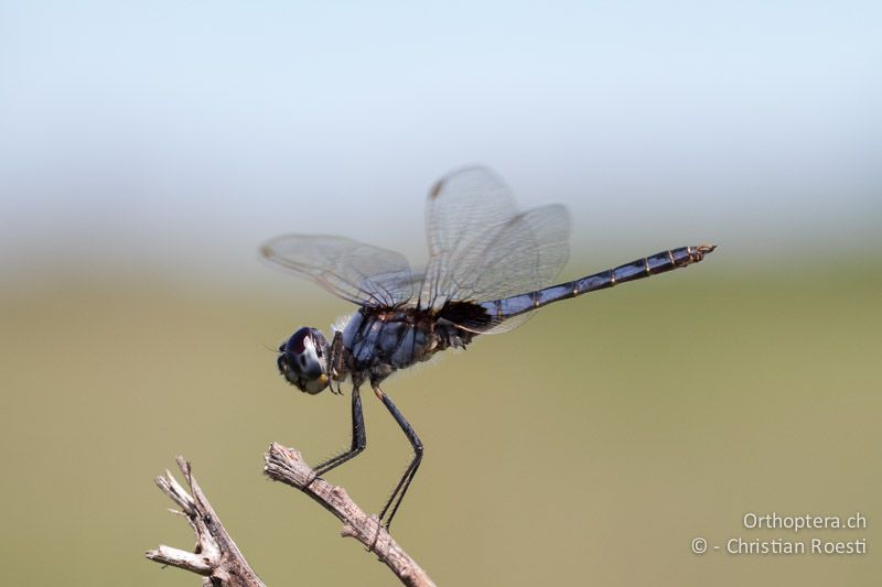 Urothemis edwardsii, Blue Basker ♂ - SA, Limpopo, Nylsvlei Nature Reserve, 30.12.2014