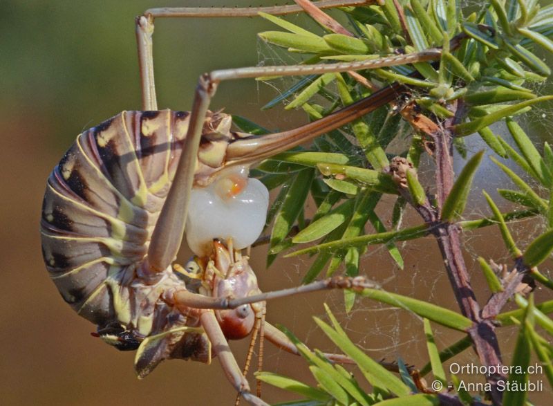 Ephippiger discoidalis ♀ beim Fressen der Spermatophore - HR, Istrien, Premantura, 22.07.2015