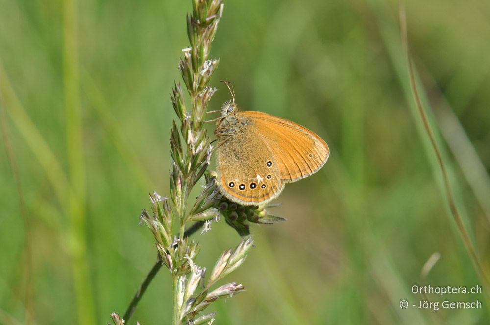 Coenonympha glycerion - SLO, Sežana, Laže, 18.06.2016