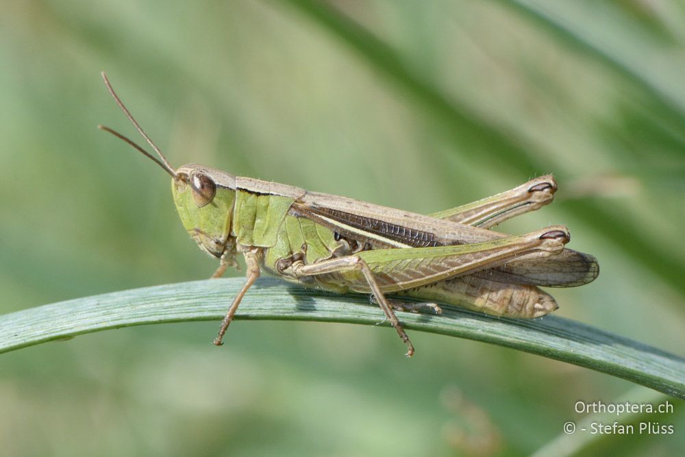 Chorthippus dichrous ♀ - SLO, Ljubljana-Airport, 18.07.2015