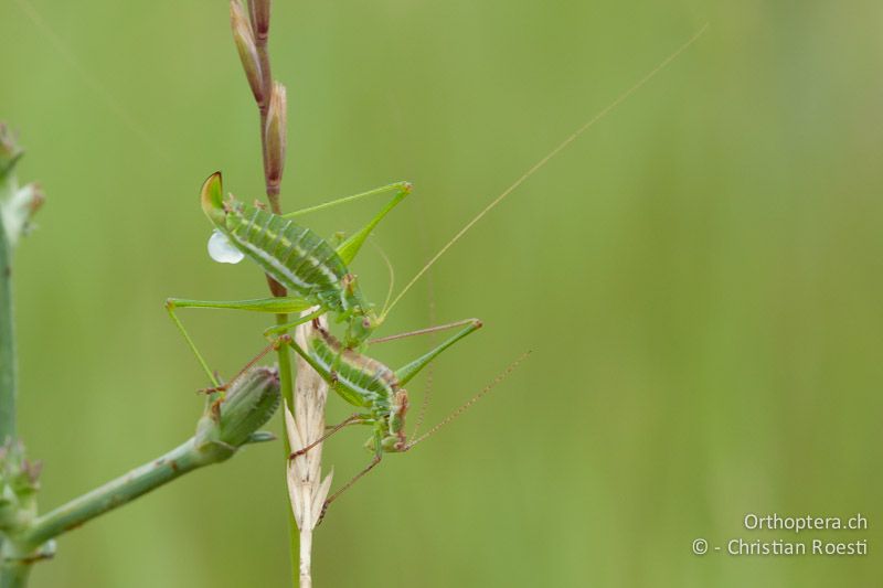 Paar von Leptophyes albovittata kurz nach der Paarung. Das ♀ (oben) hat gerade die Spermatophore erhalten - AT, Burgenland, Breitenbrunn, 29.06.2010