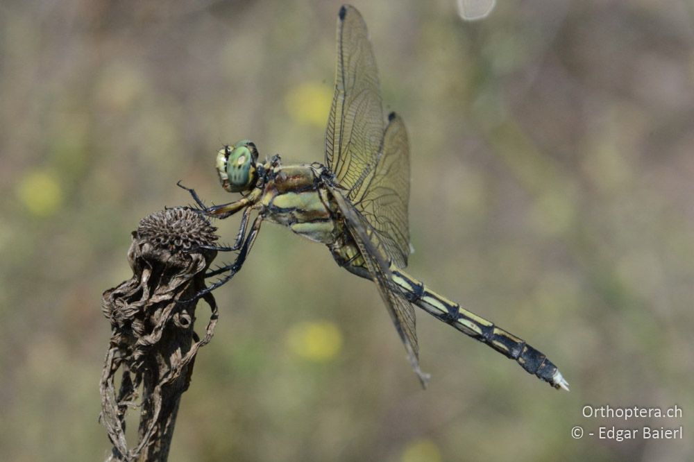 Orthetrum albistylum ♀: soeben auf der Warte gelandet - BG, Blagoewgrad, Ribnik an der Struma, 13.07.2018