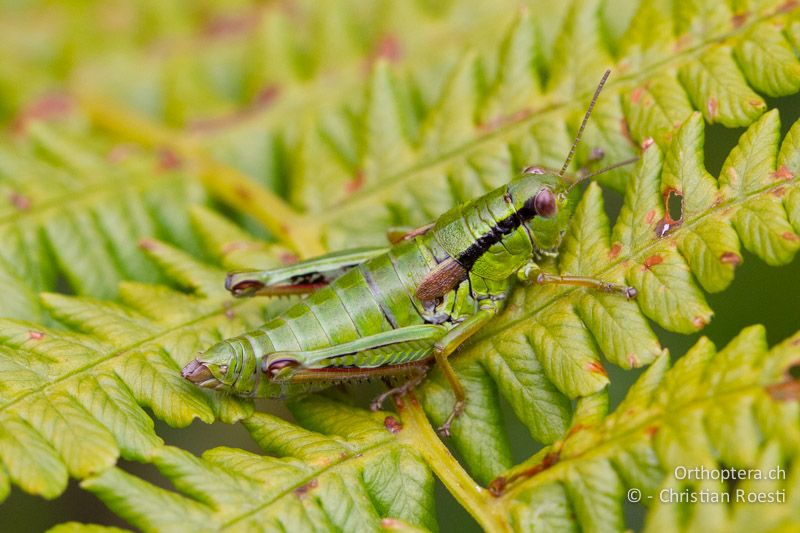 Miramella alpina ♀ - CH, BE, Stechelberg, 23.08.2013