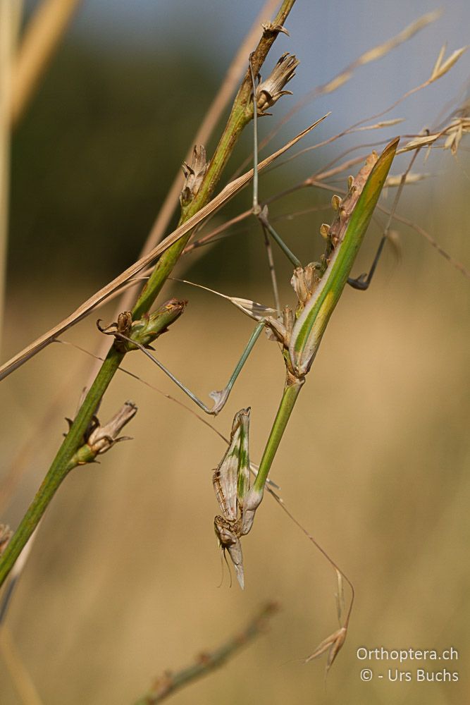 Empusa fasciata - GR, Zentralmakedonien, Mt. Hortiatis, 04.07.2013