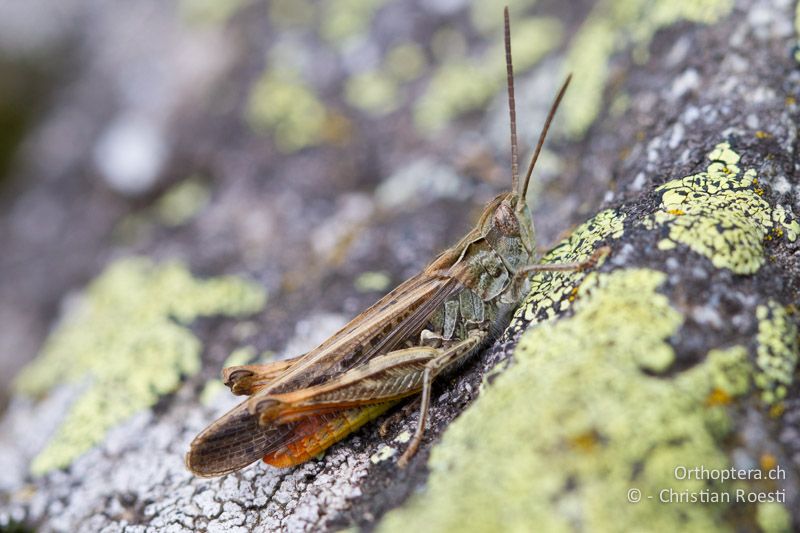 Chorthippus brunneus ♂ - CH, VS, Riederalp, 19.08.2011