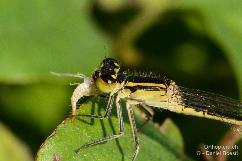 Blaue Federlibelle ♀ frisst eine Insektenlarve - HR, Istrien, Boljunsko Polje, 20.07.2015