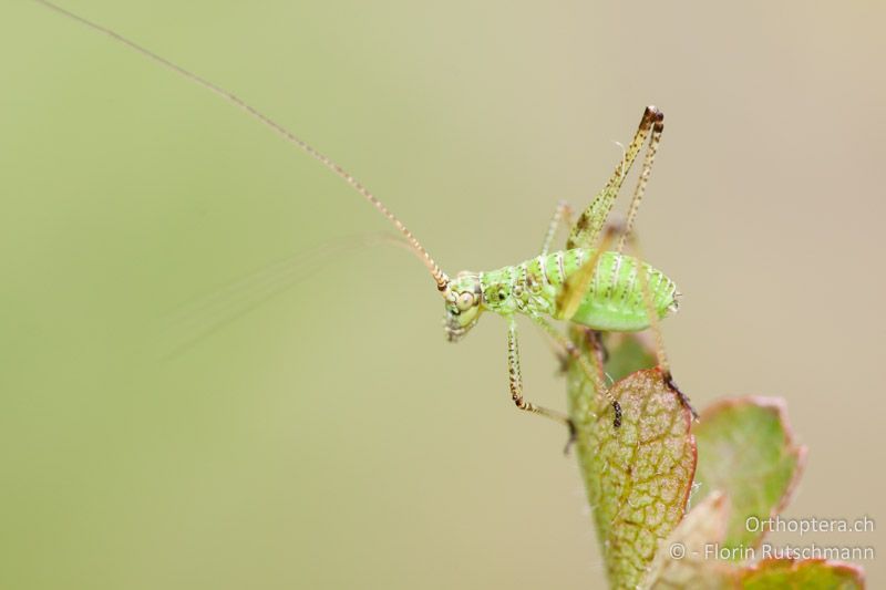 3. Larvenstadium von Phaneroptera falcata - CH, SH, Merishausen, 04.06.2011