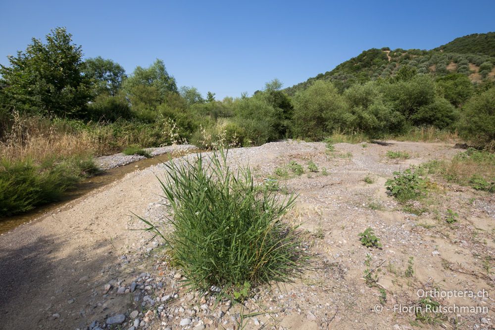 Feuchte Ufer und Kiesflächen mit Ödlandschrecken, Tetrix und Xya - GR, Mittelgriechenland, Molos, 13.06.2015