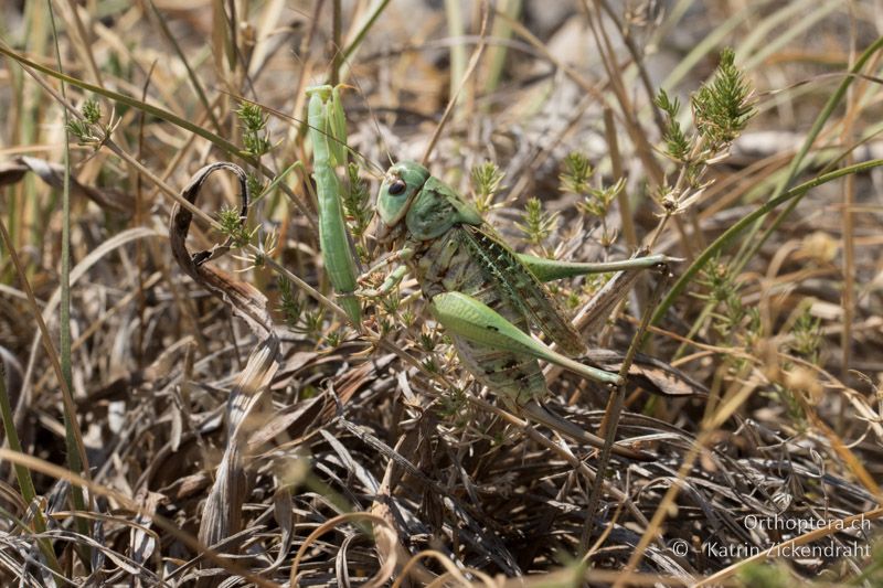 Warzenbeisser (Decticus verrucivorus) ♀. War die Mantis beim Fotografieren gesehen? - GR, Zentralmakedonien, Alistrati, 05.07.2017