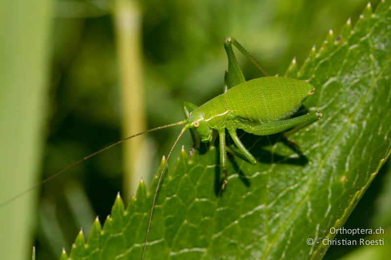 Poecilimon ornatus ♀ im zweitletzten Larvenstadium - HR, Istrien, Učka, 02.06.2014